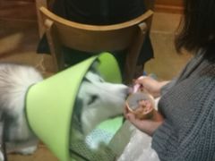 -李小姐の猫咖啡馆(五角场店)
