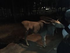 -清迈夜间动物园