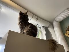 -平行世界·猫咖(首经贸店)