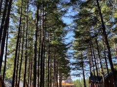 -塞罕坝国家级自然保护区