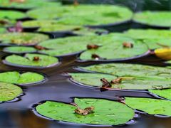 -国家植物园南园