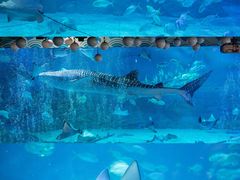 -烟台海昌鲸鲨海洋公园