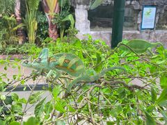 -广州长隆飞鸟乐园