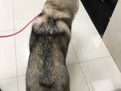 -Husky Go! 哈士奇体验馆·宠物咖啡厅狗咖