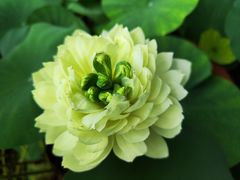 -Yee3·三号椰(上海中山公园龙之梦店)