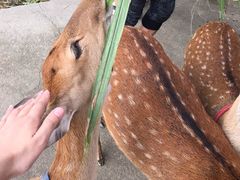 -鹿境梅花鹿生态园区