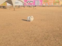 -趣玩宠物乐园寄养训犬训狗游泳池