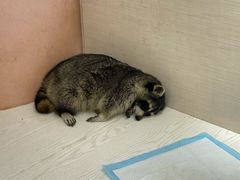 -浣熊柯尔鸭土拨鼠·电玩咖