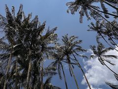 -新加坡植物园