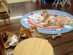 -豆柴町-柴犬主题狗咖(红鼎国际C座店)
