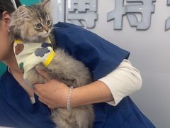 -博特宠物医院24h犬猫全科.骨科·异宠