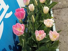 -杭州湾海上花田景区