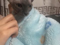 -芭比堂动物医院·犬猫全科·异宠专科(雁塔分院)