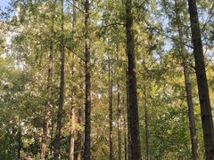 -徐家汇源景区-衡山公园