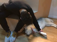 -Husky Go! 哈士奇体验馆·宠物咖啡厅狗咖