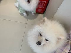-怪兽屋·羊驼·猫咖·狗咖(俊华广场店)