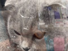 -瑞鹏宠物医院华南总院·夜诊·心脏科·骨科