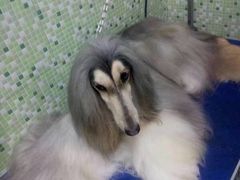 -瑞鹏宠物医院·骨科·猫科·内科(第一中心)