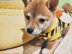 -逗柴咖啡屋·狗咖猫咖宠物桌游