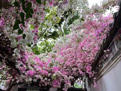 -深圳国际园林花卉博览园