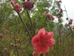 -桃花涧