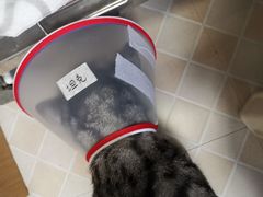 -芭比堂动物医院·犬猫全科·异宠专科(雁塔分院)