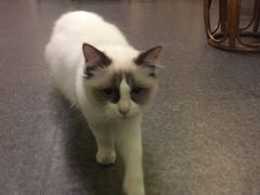 -猫色咖啡·猫咖