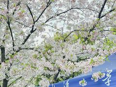 -武汉大学-樱园