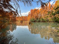 -上海海湾国家森林公园