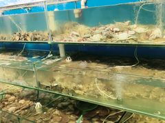 -仙螺岛海鲜自助餐厅(总店)