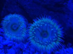 -迪拜水族馆及水下动物园