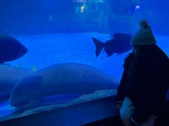 -烟台海昌鲸鲨海洋公园