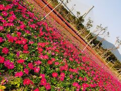 -芒洲湿地公园