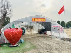 -喜杨洋草莓采摘园