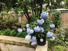 -谷咖啡·鲜花绿植花园餐厅