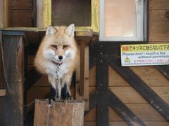 -宫城藏王狐狸村