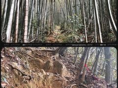 -广州市流溪河国家森林公园