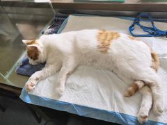 -瑞派长江宠物医院·猫科·外科·24小时夜护(谊城公寓分院)