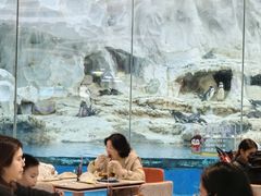 -帝企鹅自助餐厅•儿童岛•真企鹅(长隆企鹅酒店)