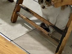 -黔江鸡杂火锅(红星路一段)