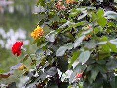 -香蜜公园