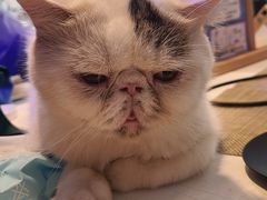-平行世界·猫咖(首经贸店)