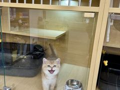 -钦宠·猫咪售卖·洗护·寄养(东圃旗舰店)