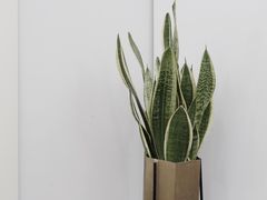 -DOPAMINE多巴胺·甜品面包·生日蛋糕(国贸店)