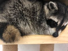 -浣熊柯尔鸭土拨鼠·电玩咖