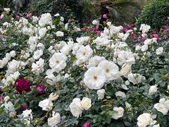 -人民公园(罗湖区)