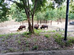 -清迈夜间动物园