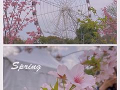 -顾村公园