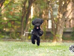 -超宠爱宠物摄影-Super pet