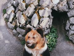 -成都动物园